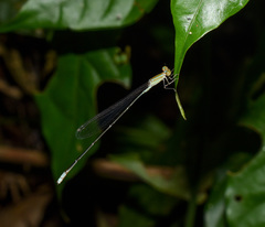 Aciagrion pallidum