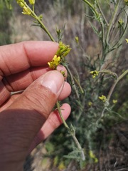 Sisymbrium capense