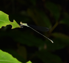 Aciagrion pallidum