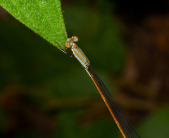 Aciagrion pallidum