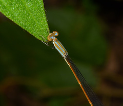 Aciagrion pallidum