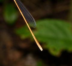 Aciagrion pallidum
