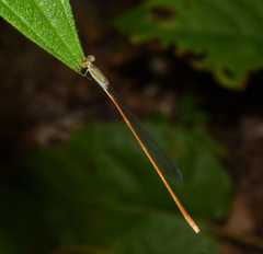 Aciagrion pallidum