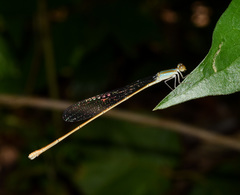 Aciagrion pallidum