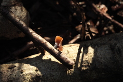Rutstroemia alni