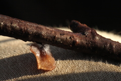 Rutstroemia alni