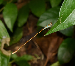 Aciagrion pallidum