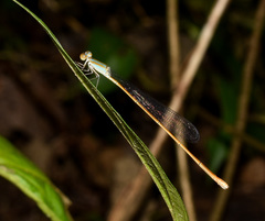 Aciagrion pallidum