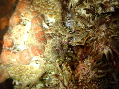 Phyllolithodes papillosus