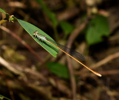 Aciagrion pallidum