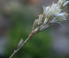 Ornithogalum juncifolium