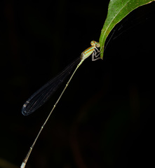 Aciagrion pallidum