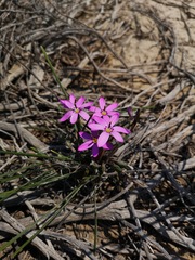 Romulea syringodeoflora