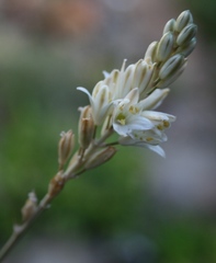 Ornithogalum juncifolium