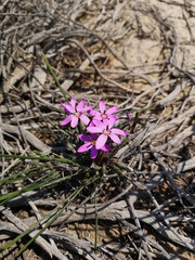 Romulea syringodeoflora