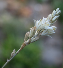 Ornithogalum juncifolium