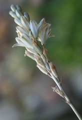 Ornithogalum juncifolium
