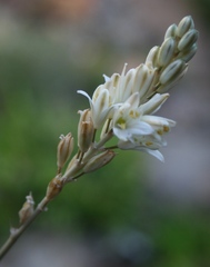 Ornithogalum juncifolium