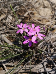 Romulea syringodeoflora