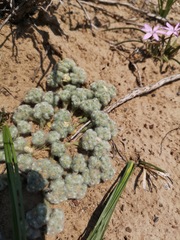 Galeomma oculus-cati