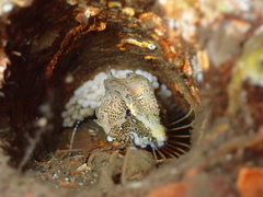 Rhamphocottus richardsonii