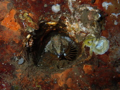 Rhamphocottus richardsonii