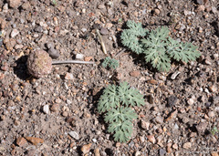 Cymopterus globosus