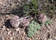 Cymopterus globosus