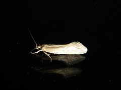 Tingena chloradelpha