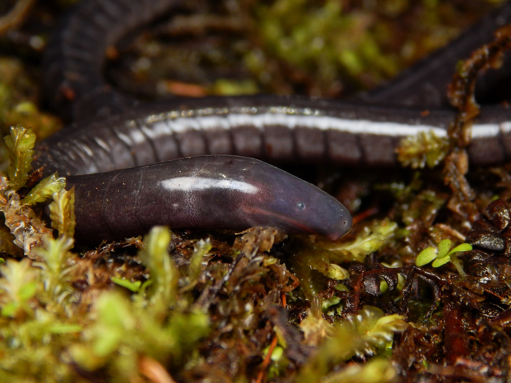 Common Caecilians