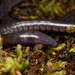 Günther's Caecilian - Photo (c) Khristian Venegas Valencia, some rights reserved (CC BY-NC), uploaded by Khristian Venegas Valencia