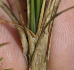 Ornithogalum juncifolium