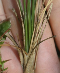 Ornithogalum juncifolium