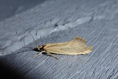 Tingena chloradelpha