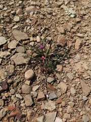 Romulea syringodeoflora