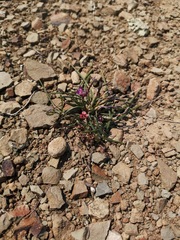 Romulea syringodeoflora