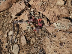 Cleretum lyratifolium