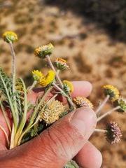 Lasiospermum pedunculare