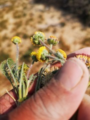 Lasiospermum pedunculare