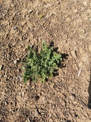 Cleretum lyratifolium