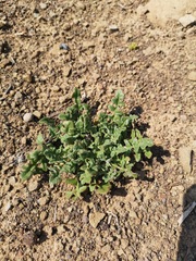 Cleretum lyratifolium