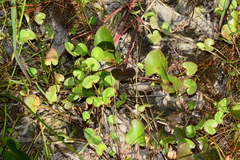 Centella cordifolia