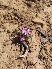 Romulea syringodeoflora