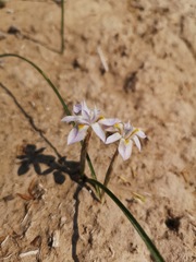 Moraea contorta