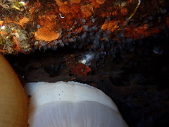 Spirontocaris prionota