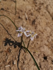 Moraea contorta