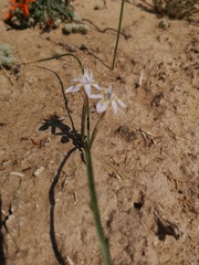 Moraea contorta