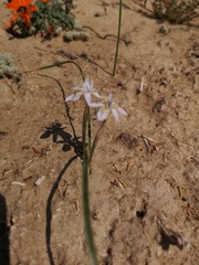 Moraea contorta