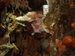 Rhamphocottus richardsonii