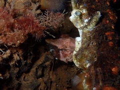 Rhamphocottus richardsonii